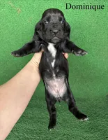 Dominique, a female Basset Hound for sale in Nicholls, GA – Photo 6 of 7