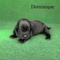 Dominique, a female Basset Hound for sale in Nicholls, GA – Photo 4 of 7