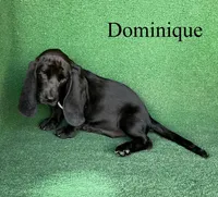 Dominique, a female Basset Hound for sale in Nicholls, GA – 2 of 10