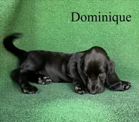 Dominique, a female Basset Hound for sale in Nicholls, GA – 4 of 10