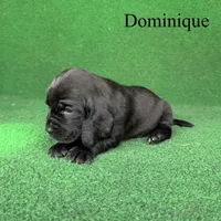 Dominique, a female Basset Hound for sale in Nicholls, GA – Photo 2 of 7