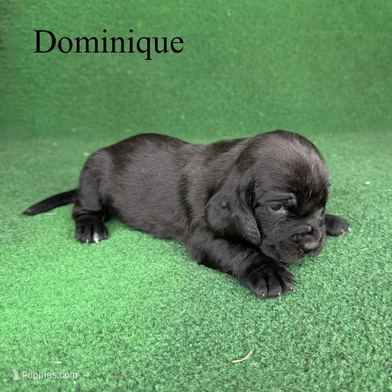 Dominique, a female Basset Hound for sale in Nicholls, GA – Photo 1 of 7