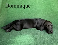 Dominique, a female Basset Hound for sale in Nicholls, GA – 7 of 10