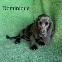 Dominique, a female Basset Hound for sale in Nicholls, GA – 8 of 10