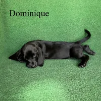 Dominique, a female Basset Hound for sale in Nicholls, GA – Photo 3 of 4