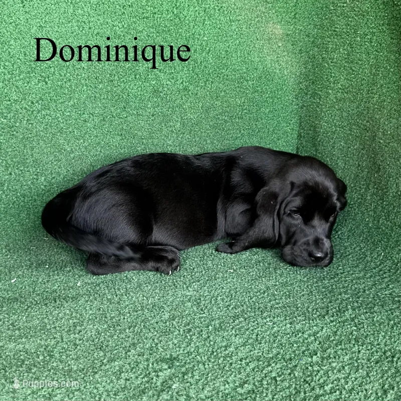 Dominique – Basset Hound puppy for sale in Nicholls, GA