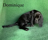 Dominique, a female Basset Hound for sale in Nicholls, GA – 6 of 10