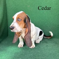 Cedar, a male Basset Hound for sale in Nicholls, GA – 6 of 10