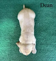 Dean, a female Basset Hound for sale in Nicholls, GA – Photo 4 of 6