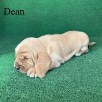 Dean, a female Basset Hound for sale in Nicholls, GA – Photo 3 of 6