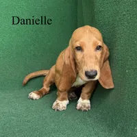 Danielle, a female Basset Hound for sale in Nicholls, GA – 4 of 9