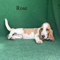 Rose, a female Basset Hound for sale in Nicholls, GA – 2 of 10
