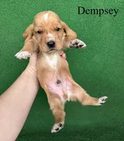 Dempsey, a male Basset Hound for sale in Nicholls, GA – Photo 5 of 6