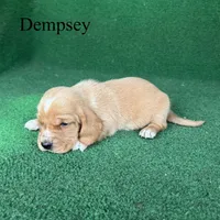 Dempsey, a male Basset Hound for sale in Nicholls, GA – Photo 1 of 6