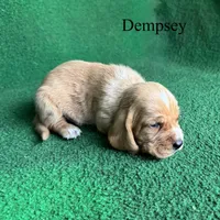 Dempsey, a male Basset Hound for sale in Nicholls, GA – Photo 4 of 6