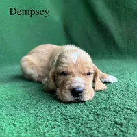 Dempsey, a male Basset Hound for sale in Nicholls, GA – Photo 2 of 6