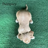 Dempsey, a male Basset Hound for sale in Nicholls, GA – Photo 3 of 6