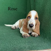Rose, a female Basset Hound for sale in Nicholls, GA – 9 of 10