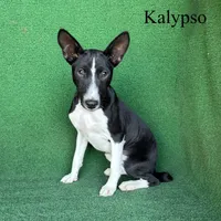 Kalypso, a female Basenji for sale in Nicholls, GA – 5 of 9