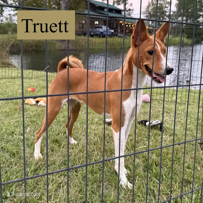 Truett – Basenji puppy for sale in Nicholls, GA