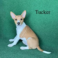 Tucker, a male Basenji for sale in Nicholls, GA – 5 of 9