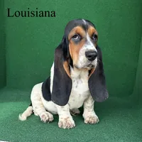 Louisiana, a female Basset Hound for sale in Nicholls, GA – 7 of 7