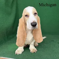 Michigan, a male Basset Hound for sale in Nicholls, GA – 8 of 10