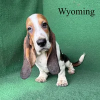 Wyoming, a male Basset Hound for sale in Nicholls, GA – 7 of 10