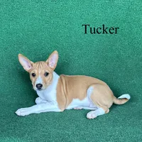 Tucker, a male Basenji for sale in Nicholls, GA – 8 of 9