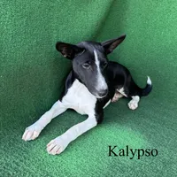 Kalypso, a female Basenji for sale in Nicholls, GA – 8 of 9