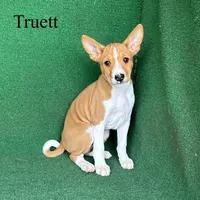 Truett, a male Basenji for sale in Nicholls, GA – Photo 1 of 8