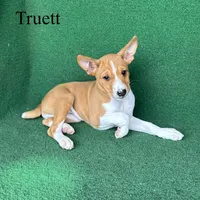 Truett, a male Basenji for sale in Nicholls, GA – Photo 6 of 8