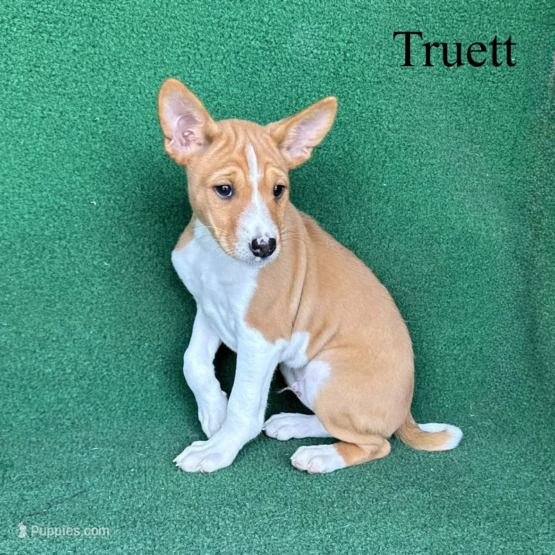 Truett – Basenji puppy for sale in Nicholls, GA