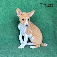 Truett, a male Basenji for sale in Nicholls, GA – Photo 4 of 8