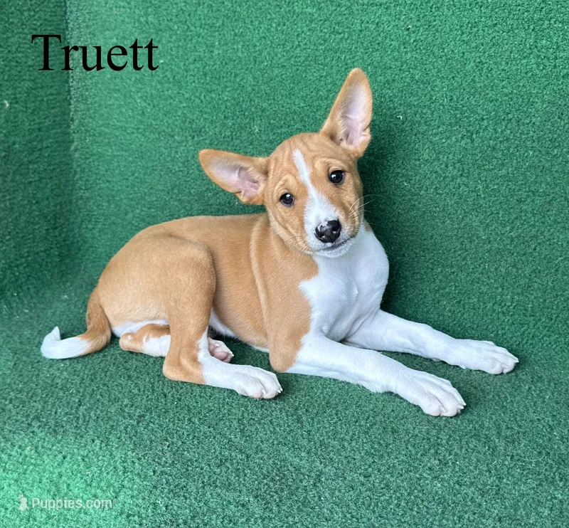 Truett – Basenji puppy for sale in Nicholls, GA