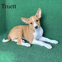 Truett, a male Basenji for sale in Nicholls, GA – Photo 2 of 8