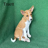 Truett, a male Basenji for sale in Nicholls, GA – Photo 7 of 8