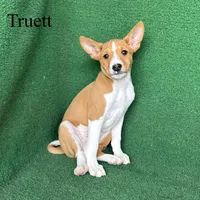 Truett, a male Basenji for sale in Nicholls, GA – Photo 8 of 8