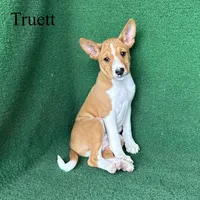 Truett, a male Basenji for sale in Nicholls, GA – Photo 3 of 8
