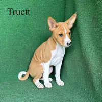 Truett, a male Basenji for sale in Nicholls, GA – Photo 5 of 8