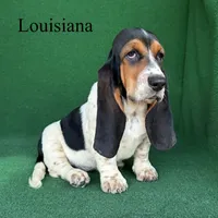 Louisiana, a female Basset Hound for sale in Nicholls, GA – 4 of 7