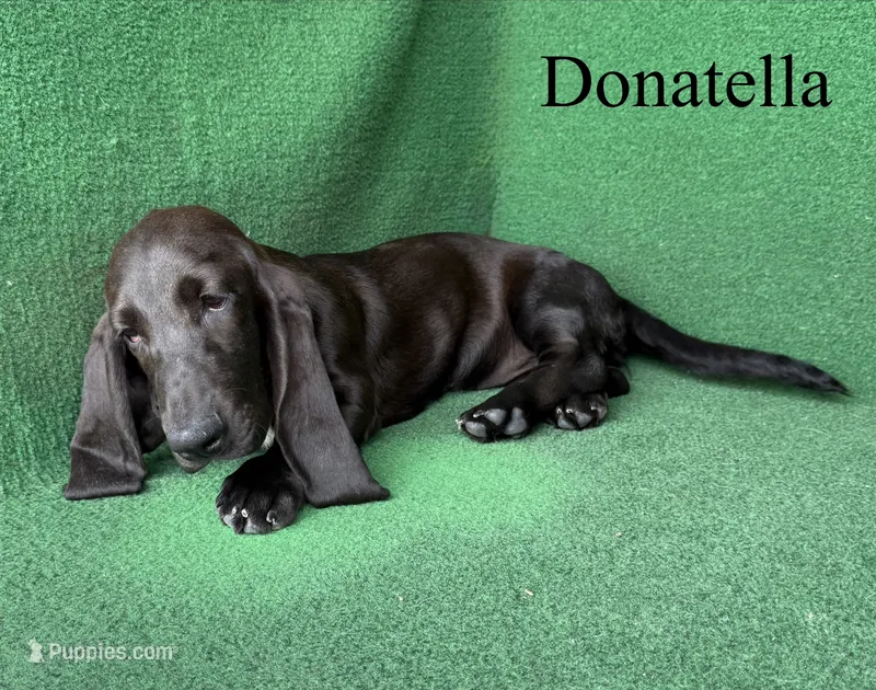 Donatella – Basset Hound puppy for sale in Nicholls, GA