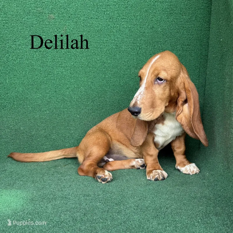 Delilah – Basset Hound puppy for sale in Nicholls, GA