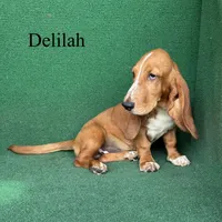 Delilah, a female Basset Hound for sale in Nicholls, GA – 1 of 10