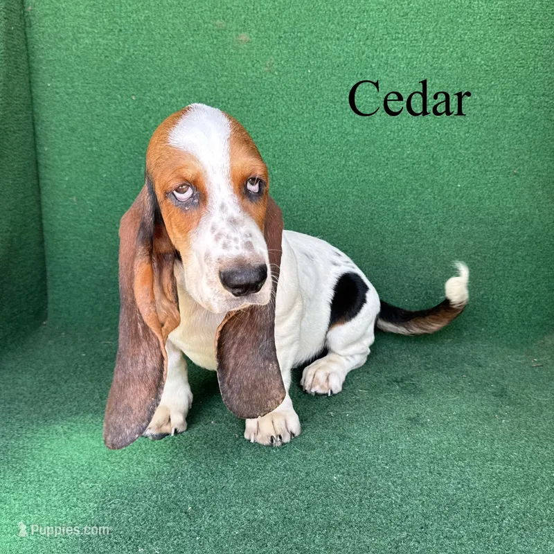 Cedar – Basset Hound puppy for sale in Nicholls, GA