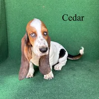 Cedar, a male Basset Hound for sale in Nicholls, GA – 1 of 10
