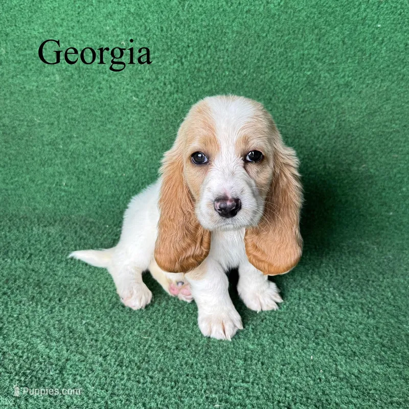 Georgia - Long Hair – Basset Hound puppy for sale in Nicholls, GA