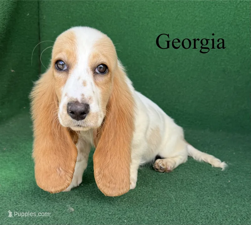Georgia - Long Hair – Basset Hound puppy for sale in Nicholls, GA