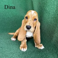 Dina, a female Basset Hound for sale in Nicholls, GA – Photo 2 of 7
