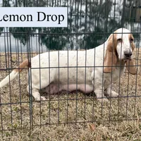 Dina, a female Basset Hound for sale in Nicholls, GA – Photo 6 of 7